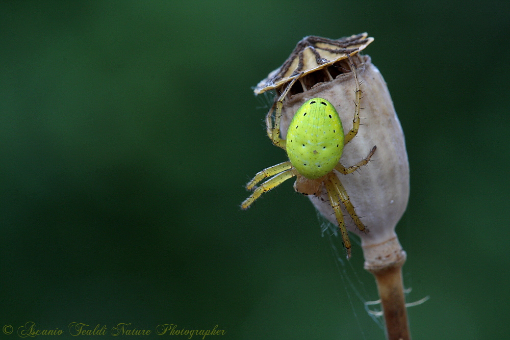 Araniella sp.